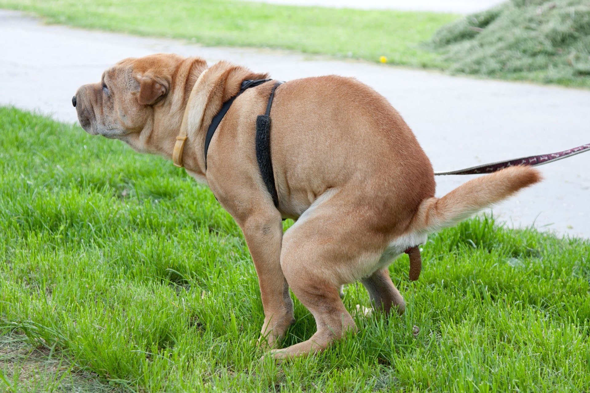 Perro culote