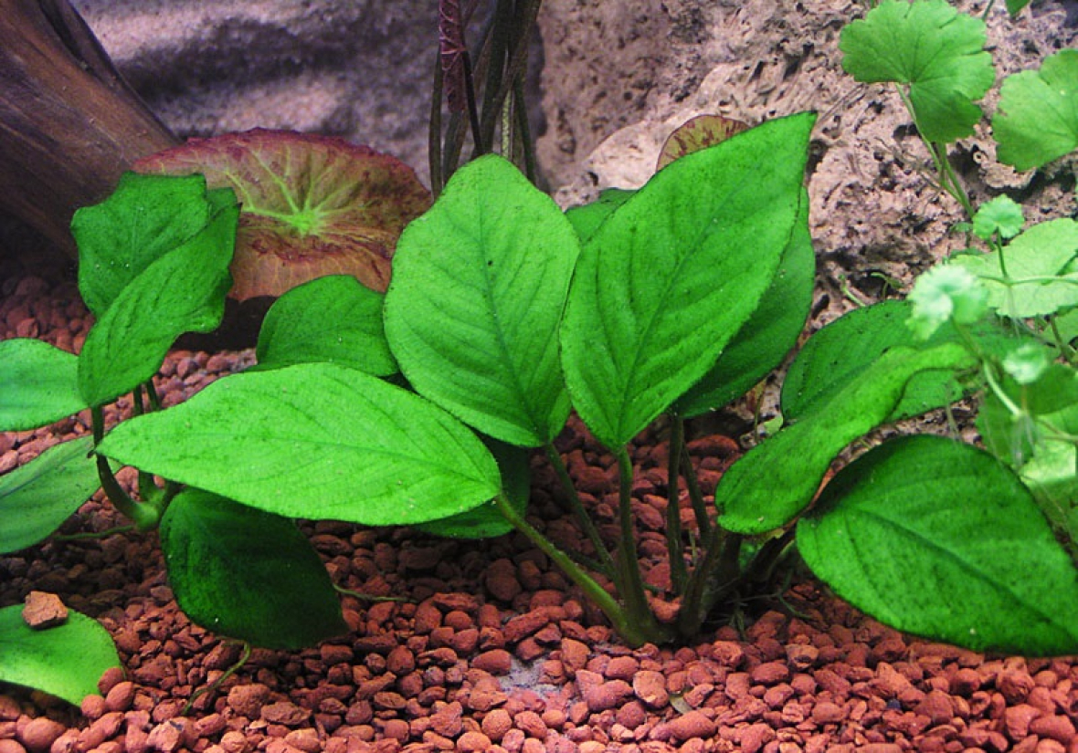 Анубиас, аквариумное растение: фото, условия содержания, его виды и способы размножения