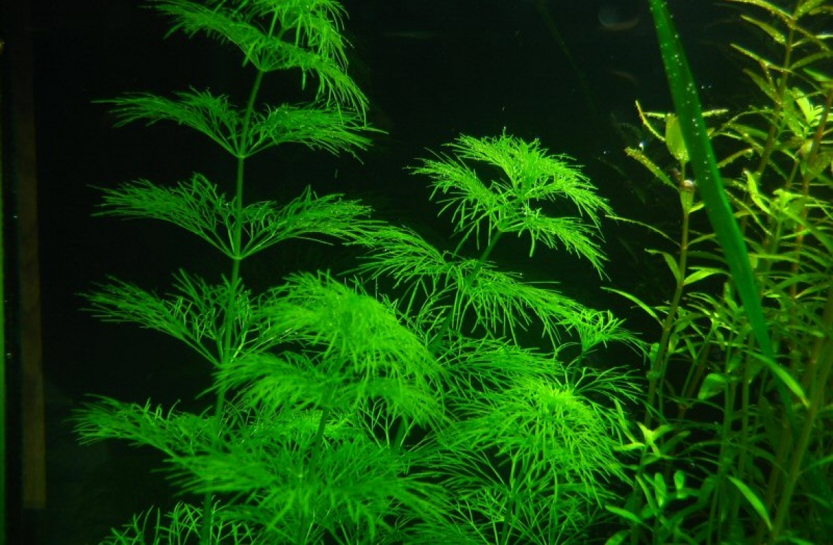 Амбулия - аквариумное растение: фото, видео, содержание