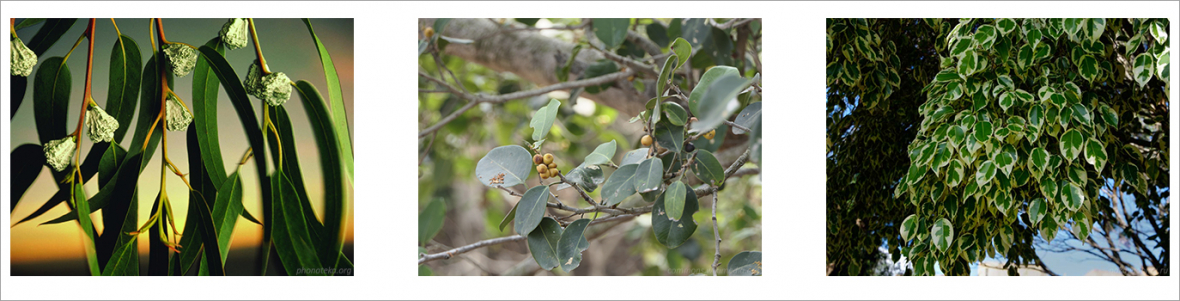 Эвкалипт Eucalyptus globulus Labill, фикусы Ficus microcarpa L.f. и Ficus benjamina L.